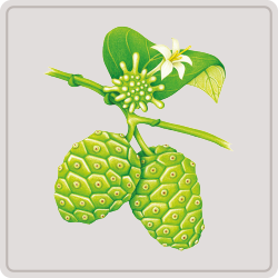 noni